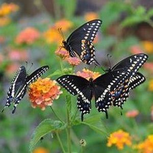 Meet your Posher, Connie